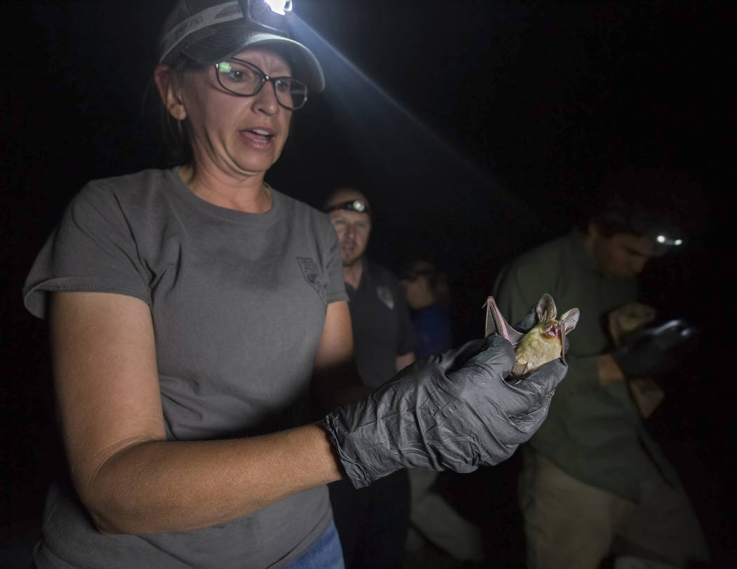 Christy Klinger, a wildlife biologist with the Nevada Department of Wildlife, examines a bat du ...