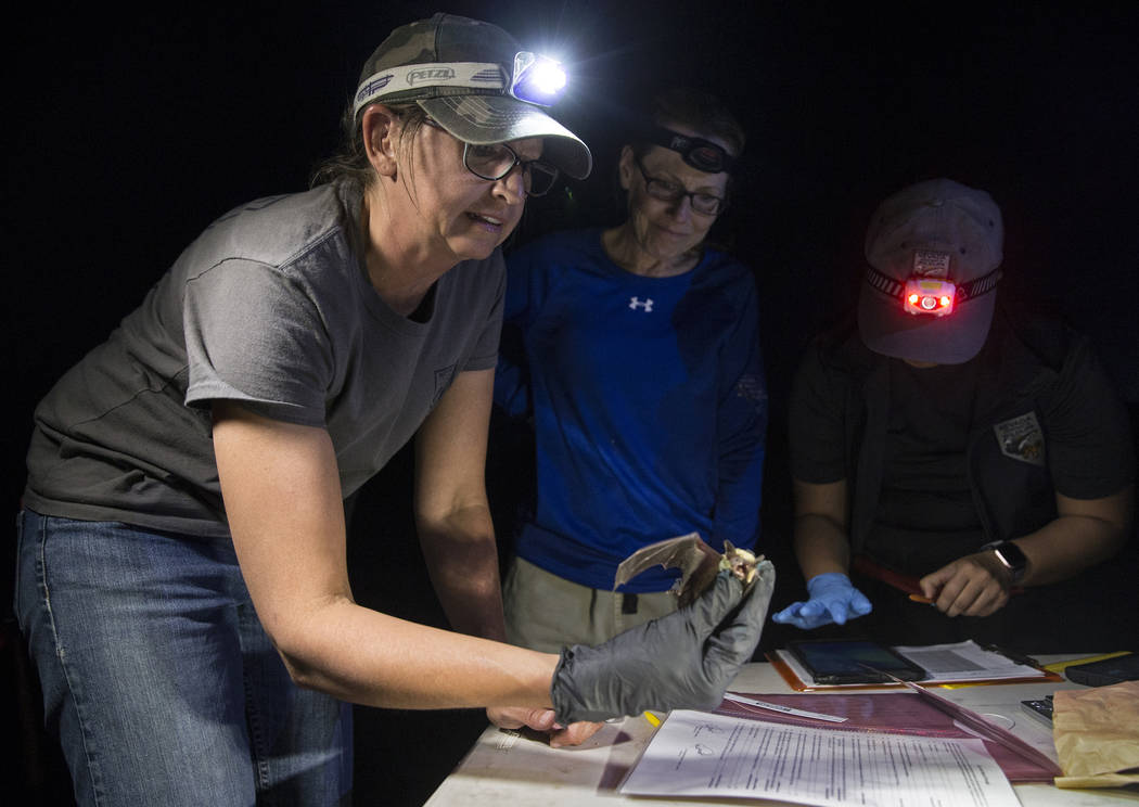 Christy Klinger, a wildlife biologist with the Nevada Department of Wildlife, examines a bat du ...