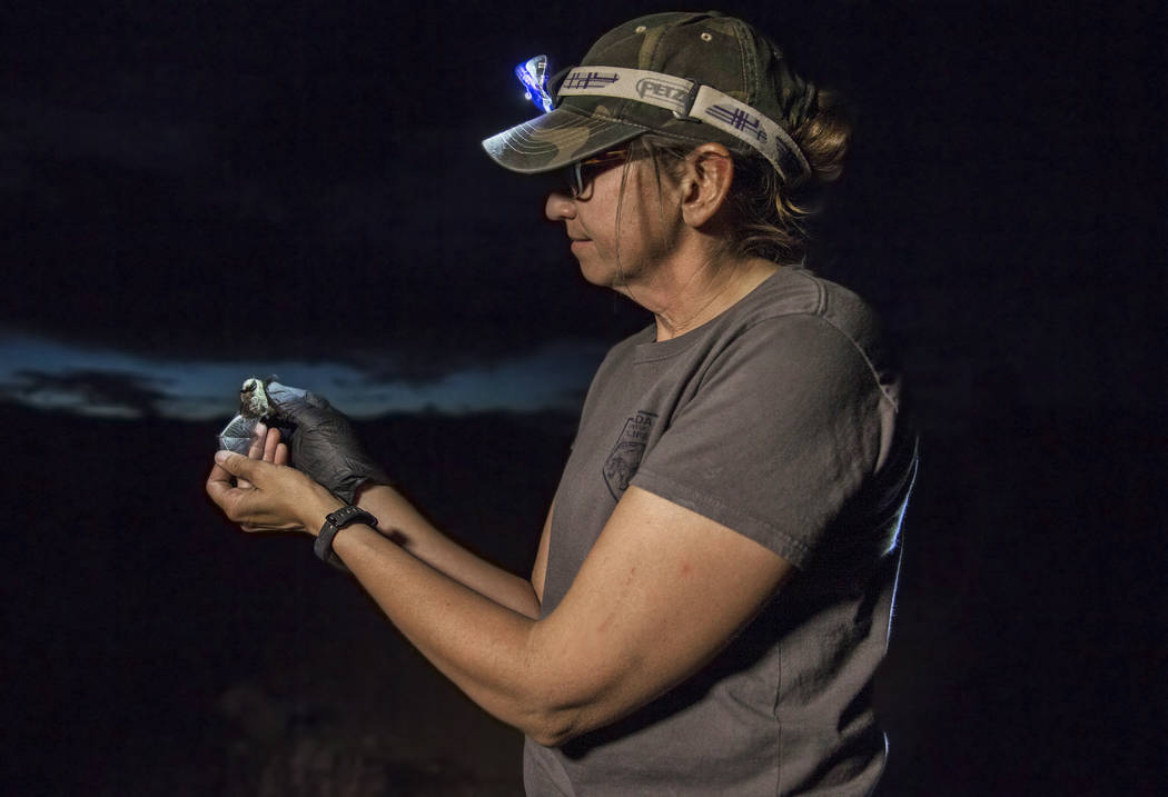 Christy Klinger, a wildlife biologist with the Nevada Department of Wildlife, examines a female ...