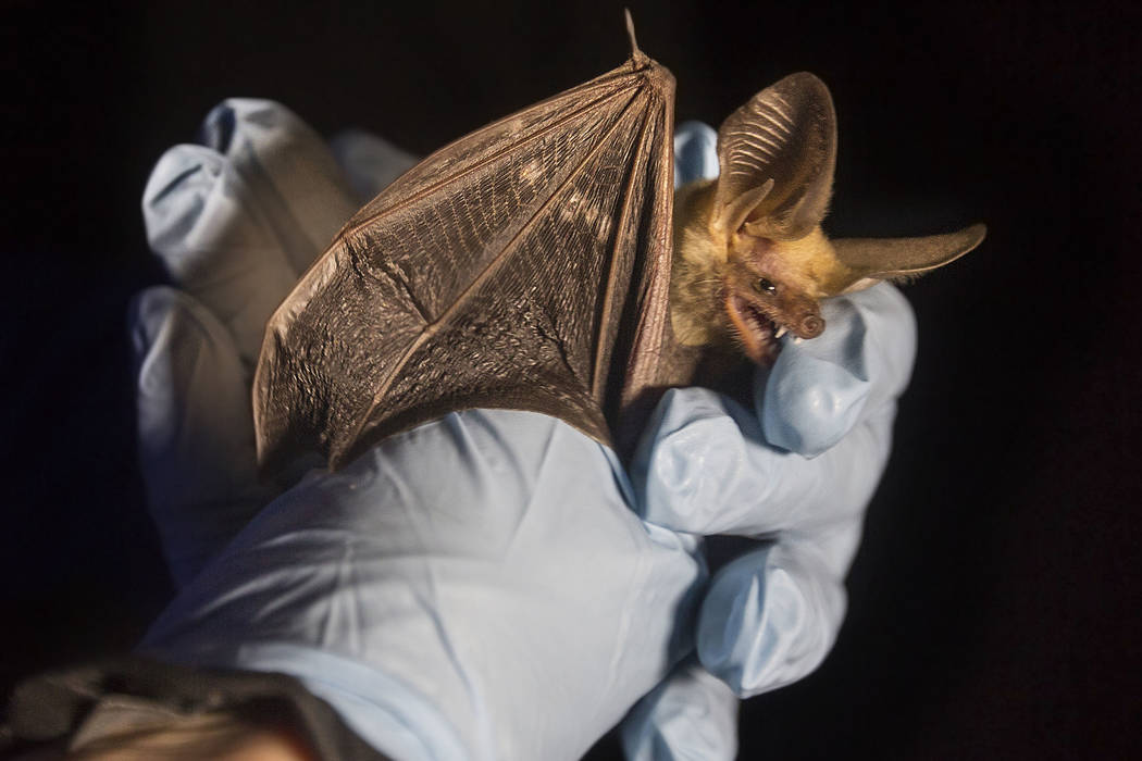 A big brown bat is documented during a "bat blitz" event in the East Mormon mountain ...