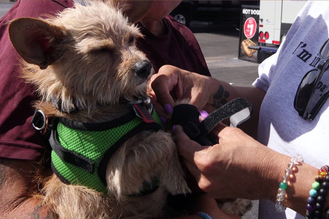 Urban Underdogs founder Cynthia Miyamoto puts a pair of booties on a dog named Karma at a Circl ...