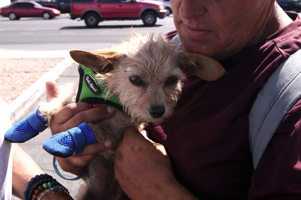 Karma wears a pair of booties given to wear by Urban Underdogs while being held by her owner, J ...