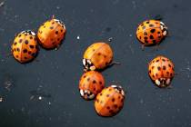 FILE - This Oct. 21, 2009, file photo shows ladybugs on a vehicle in Chatham, Ill. A huge blob ...