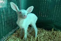 An albino fawn, who was rescued by a trucker in Woodland, California is cared for at the Kindre ...