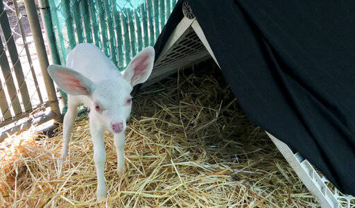 An albino fawn, who was rescued by a trucker in Woodland, California is cared for at the Kindre ...