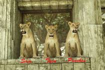 The "Golden Girls" at Lion Habitat Ranch in Henderson have passed, according to the park's Face ...