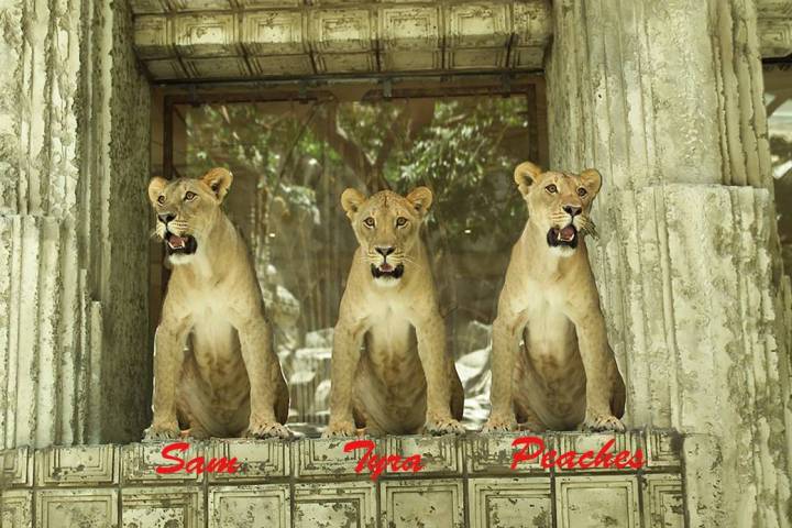 The "Golden Girls" at Lion Habitat Ranch in Henderson have passed, according to the park's Face ...