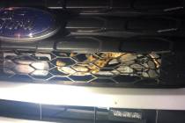 Police in the Chicago suburb of Park Forest, Illinois, spent 30 minutes removing a snake from t ...