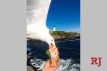 In this Friday, June 7, 2019, photo provided by Alicia Jessop, a seagull takes a bit of Jessop' ...