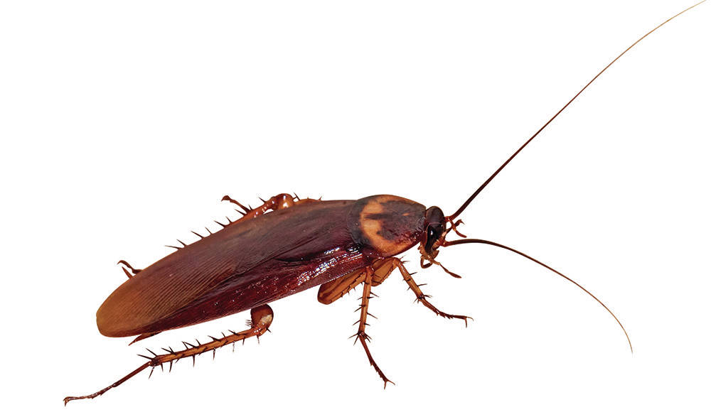 Closeup Cockroach Isolated on White Background, Clipping Path
