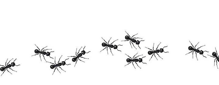 A line of worker ants marching in search of food. Vector banner