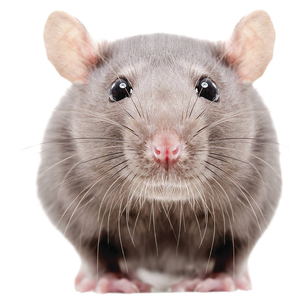 Portrait of a curious gray rat isolated on white background