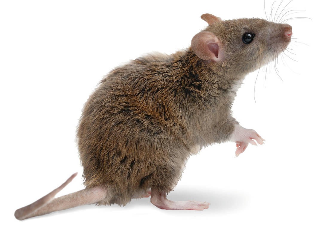 closeup young rat (Rattus norvegicus) stands on its hind legs and looking up. isolated on whi ...