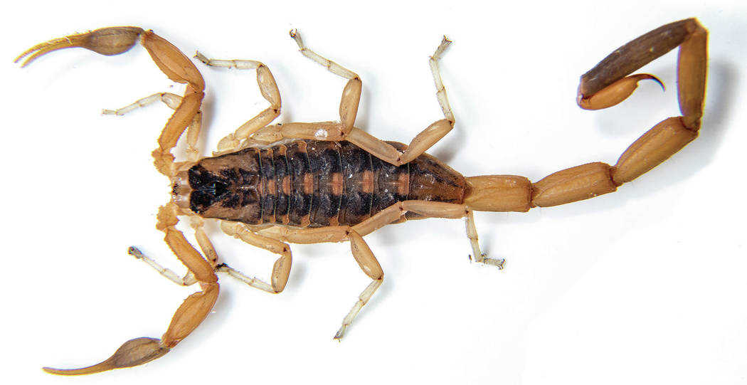 A small venomous scorpion ,Centruroides vittatus, isolated on a white background.
