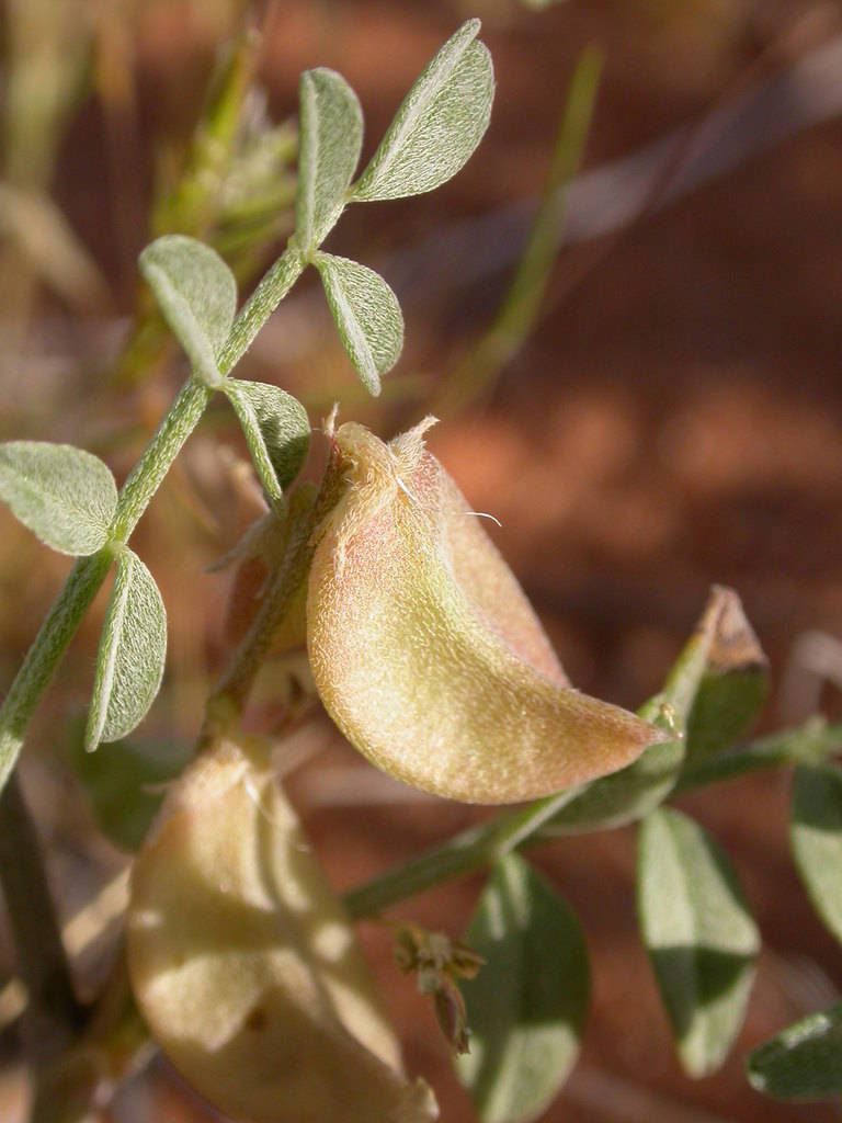 A close-up picture shows the unique fruit of the three-cornered milkvetch, a rare desert plant ...