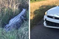 Sheriff’s deputies in Louisiana say an alligator took a bite out of one of their patrol cars ...