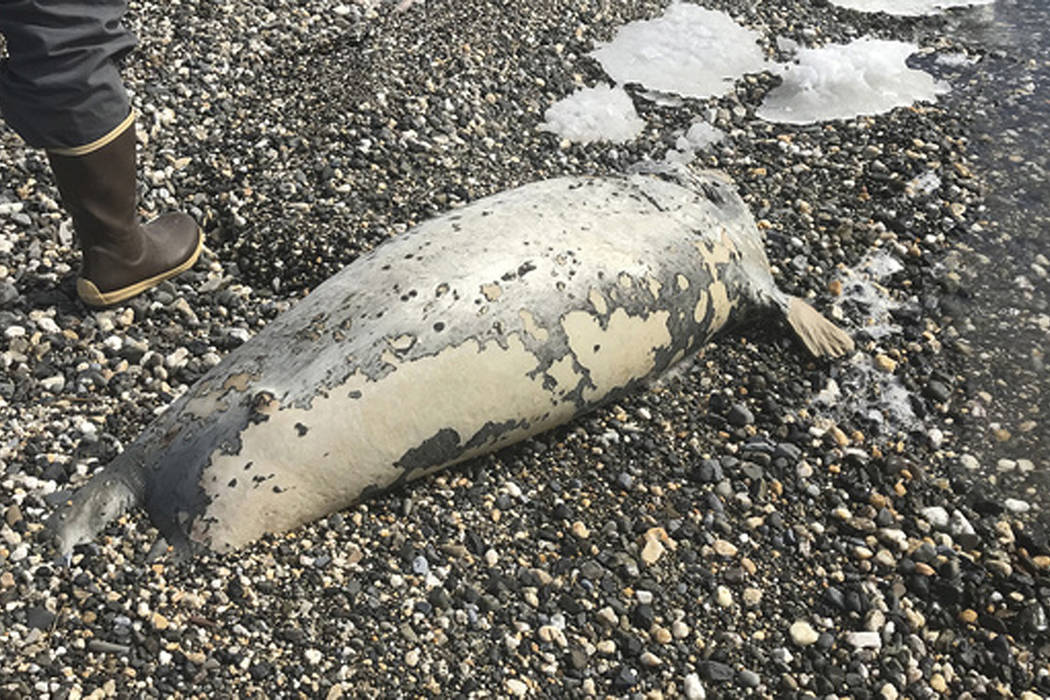 This May 24, 2019, photo provided by the National Park Service shows a dead seal found on a bea ...
