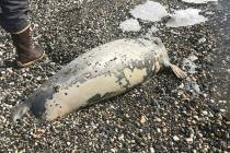 This May 24, 2019, photo provided by the National Park Service shows a dead seal found on a bea ...