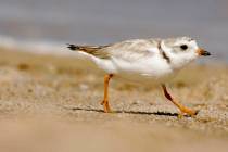 FILE - In this July 12, 2007 file photo, an adult Piping Plover runs along a beach as waves lap ...