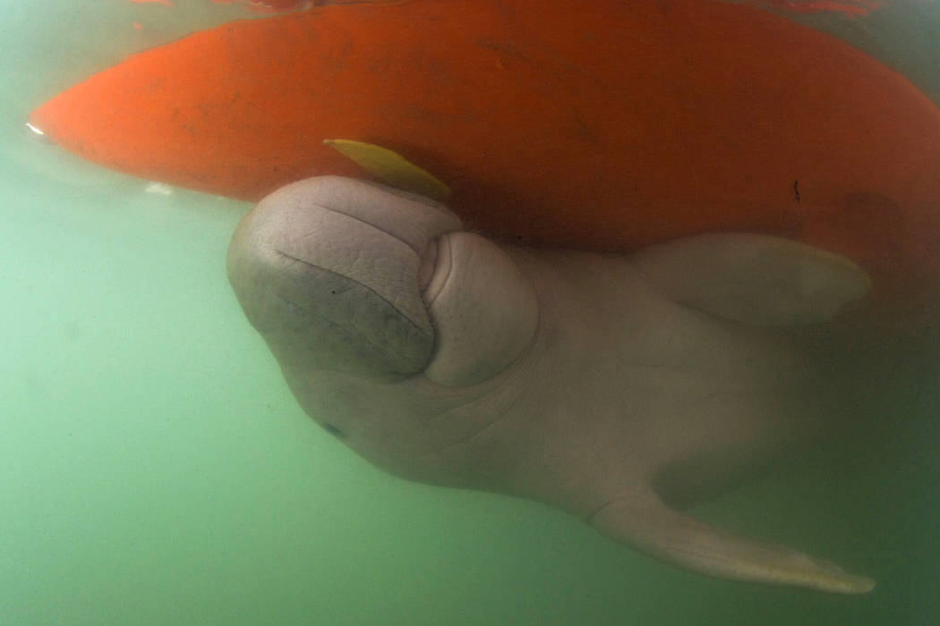 In this Thursday, May 23, 2019, photo, Marium, an estimated 5-month-old female dugong baby sepa ...