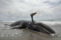 FILE - In this May 6, 2019 file photo, Duat Mai stands atop a dead whale at Ocean Beach in San ...