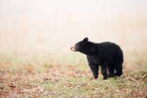 Black bear cub (Getty Images)