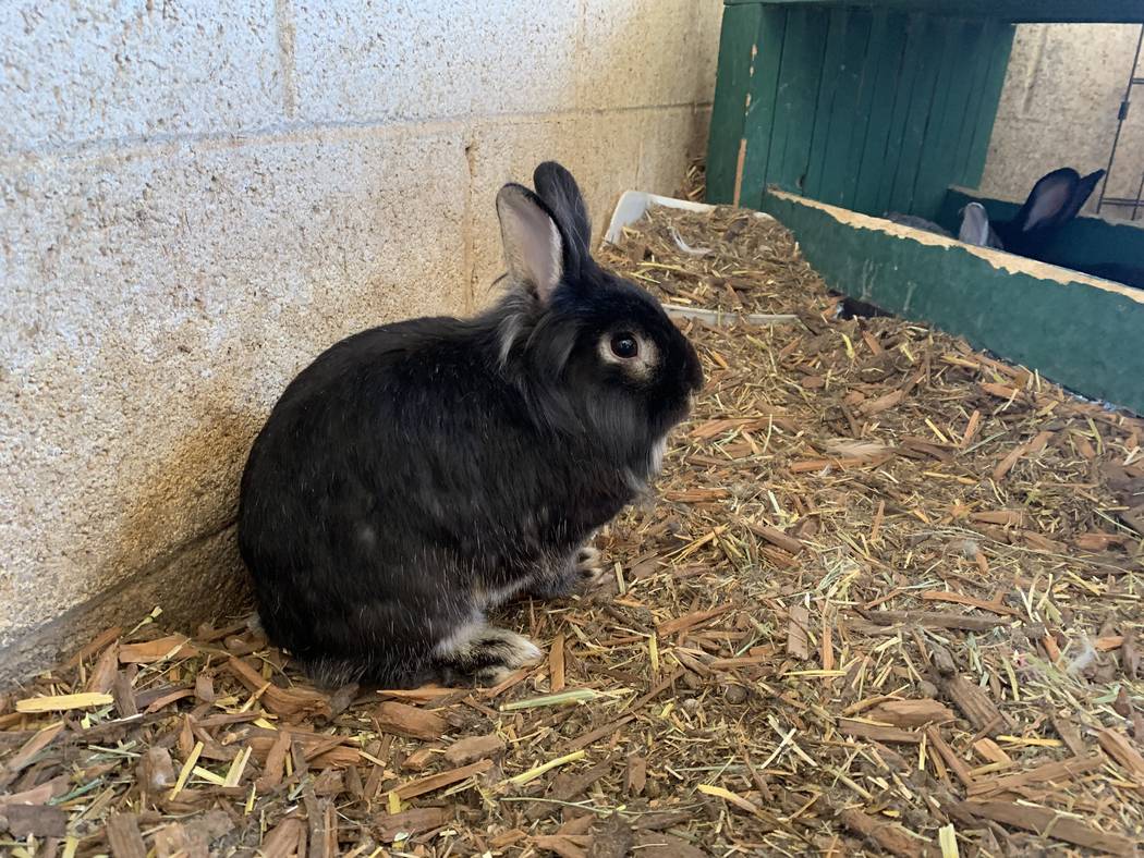 One of the rabbits in the stalls on the property sits apart from a room of about six more rabbi ...