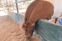 One of the horses at the Horses4Heroes Family Equestrian Center eats June 17 during the organiz ...