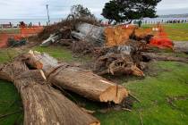 This June 17, 2019 photo shows a Monterey cypress tree that was toppled in Ellen Browning Scrip ...