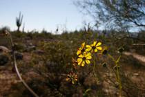 Desert flowers bloom along the Maricopa Trail inside the White Tank Mountain Regional Park Wedn ...