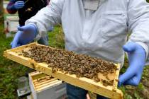 In this Oct. 12, 2018 file photo, a man holds a frame removed from a hive box covered with hone ...