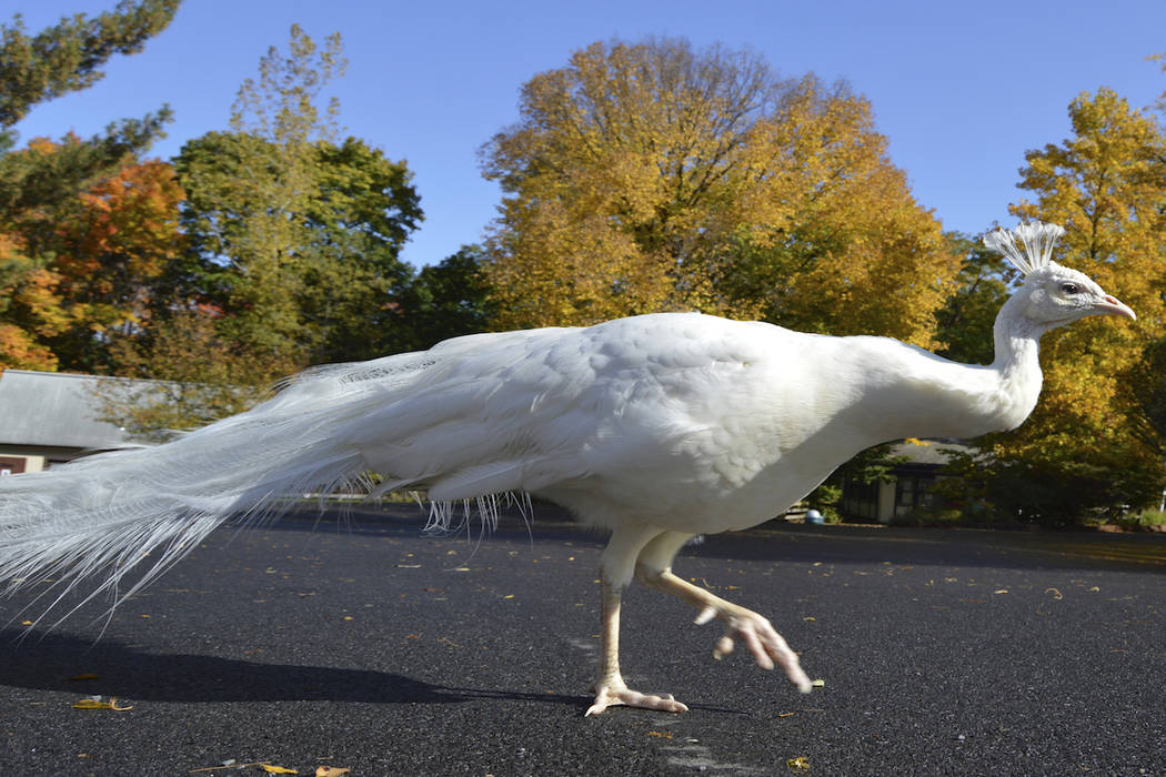 In this October 2016 photo provided by the Utica Zoo, a white peacock named Merlin walks at the ...