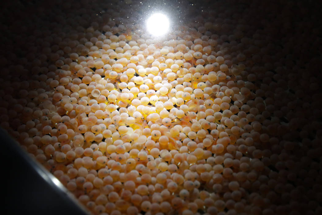 The first batch of bioengineered eggs Atlantic salmon eggs are shown in an incubation tray at A ...