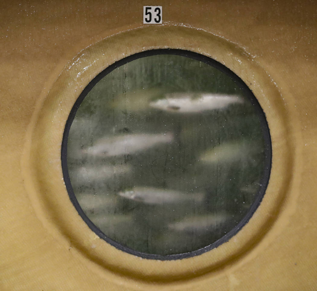 Atlantic salmon swim past a viewing window in a tank at Aquabounty Technologies, a fish farm in ...