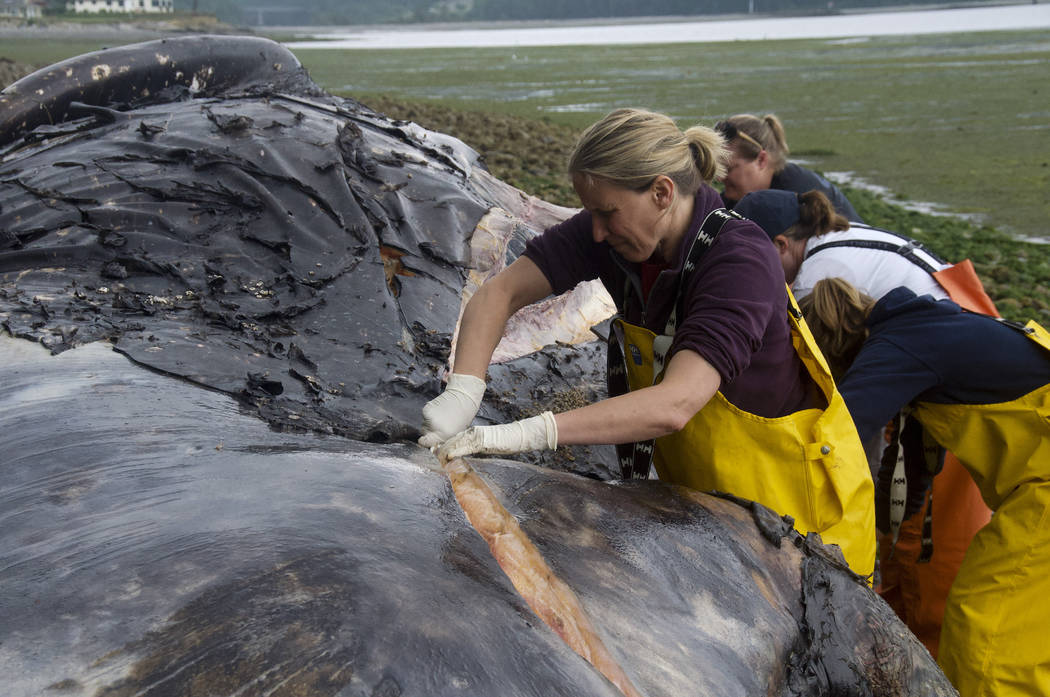 Veterinarian Stefanie Worwag participates in a necropsy on decomposing whale if front of her ho ...