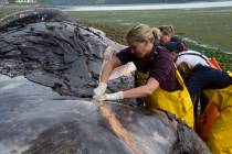 Veterinarian Stefanie Worwag participates in a necropsy on decomposing whale if front of her ho ...