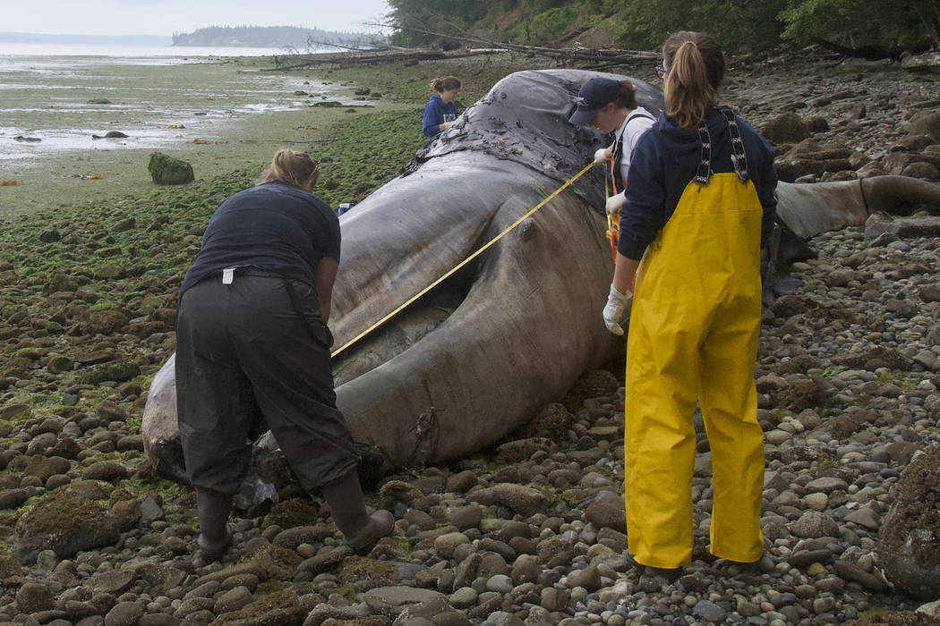 Veterinarian Stefanie Worwag, right, participates in a necropsy on a decomposing whale in front ...