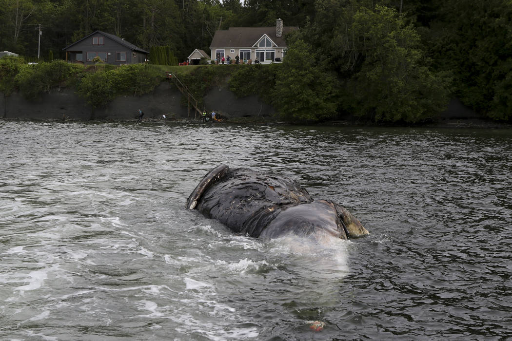 Officials tow a decomposing whale, Tuesday, May 28, 2019, in Port Ludlow, Wash. to a private be ...