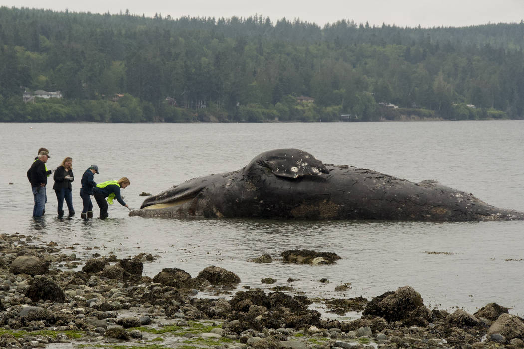 Officials examine a decomposing whale that washed ashore, Tuesday, May 28, 2019, in Port Ludlow ...