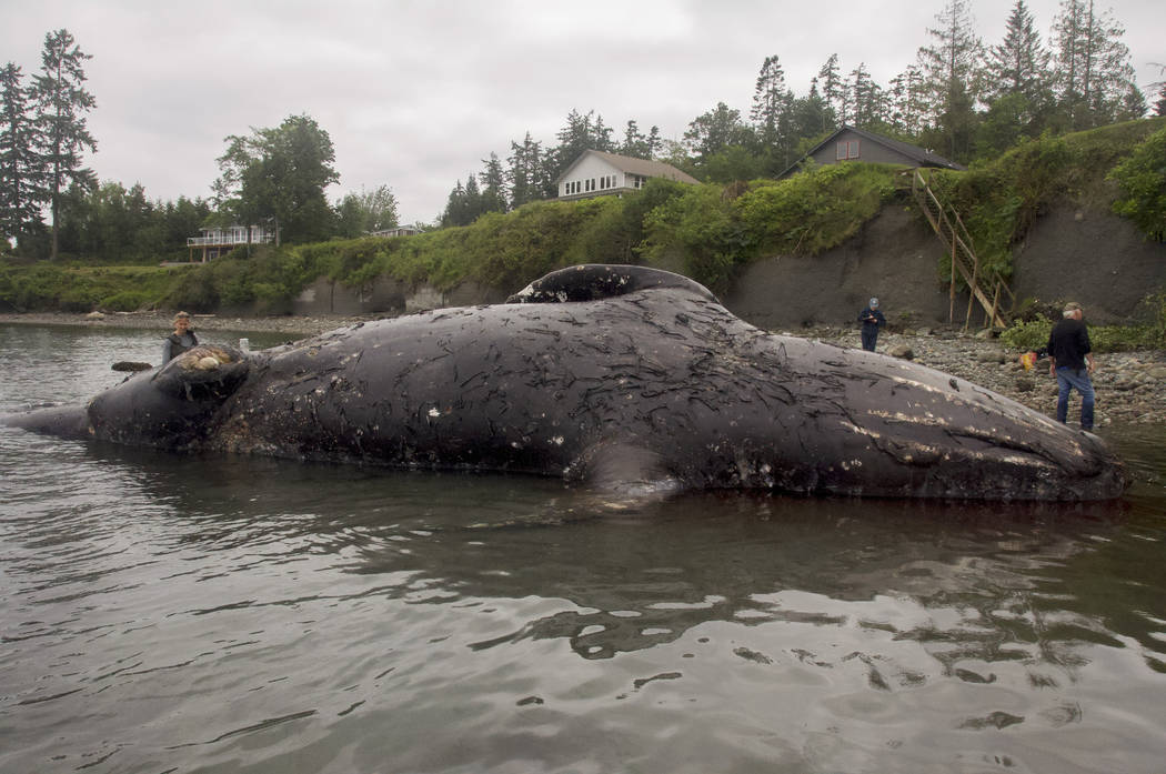 Officials examine a decomposing whale that washed ashore, Tuesday, May 28, 2019, in Port Ludlow ...