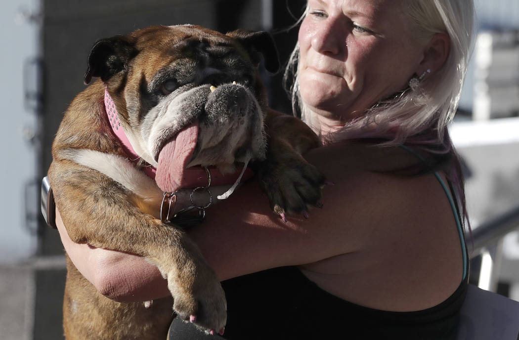 FILE - In this June 23, 2108, file photo, Zsa Zsa, an English bulldog, is carried by owner Mega ...