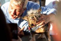 Scamp the Tramp celebrates after taking top honors in the World's Ugliest Dog Contest at the So ...