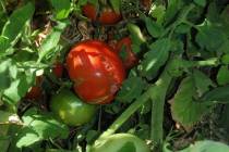The usual reason for splitting of tomato fruit is not having a consistent amount of water in th ...