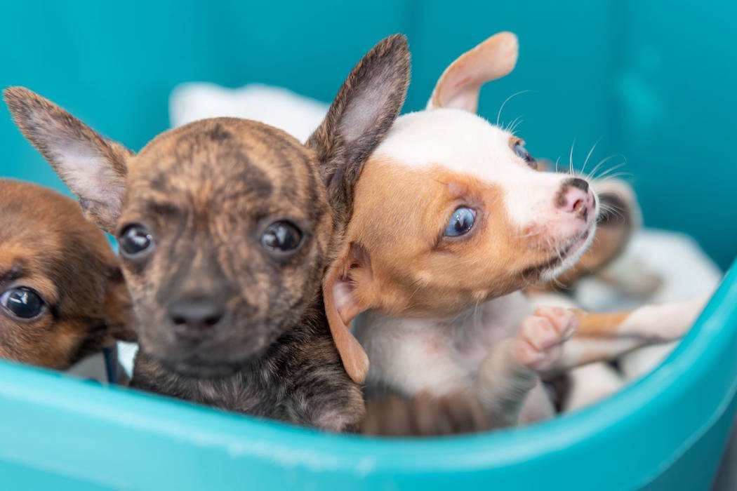 Puppies recovered by the Metropolitan Police Department are photographed at the Animal Foundati ...