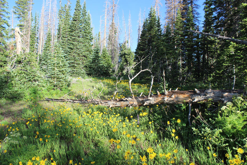 The annual Cedar Breaks Wildflower Festival takes place in July. (Deborah Wall/Las Vegas Review ...