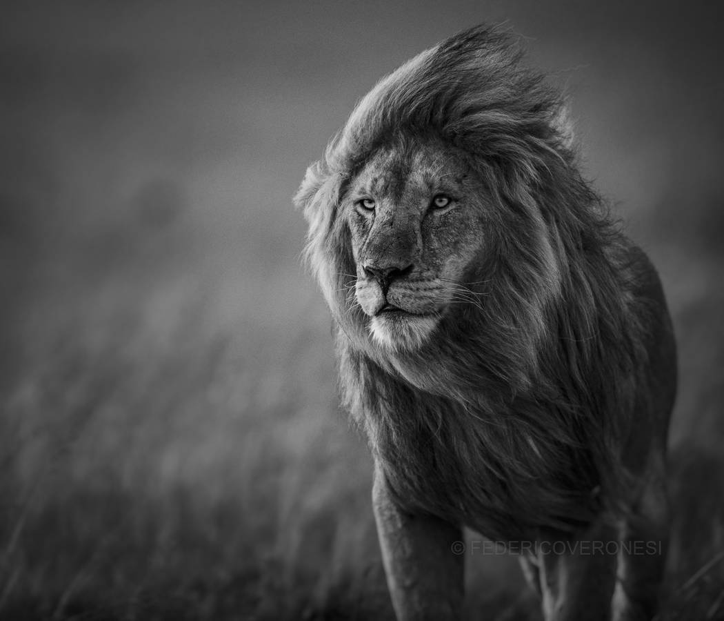 "Male Lion in Blowing Wind" by Federico Veronesi