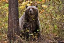 FILE - This undated file photo provided by the Montana Fish, Wildlife and Parks shows a sow gri ...