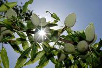 In this Friday June 21, 2019 photo, the sun peaks past almonds growing on the branches of an al ...