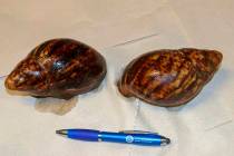 This photo provided by U.S. Customs and Border Protection shows two Giant African Snails that w ...
