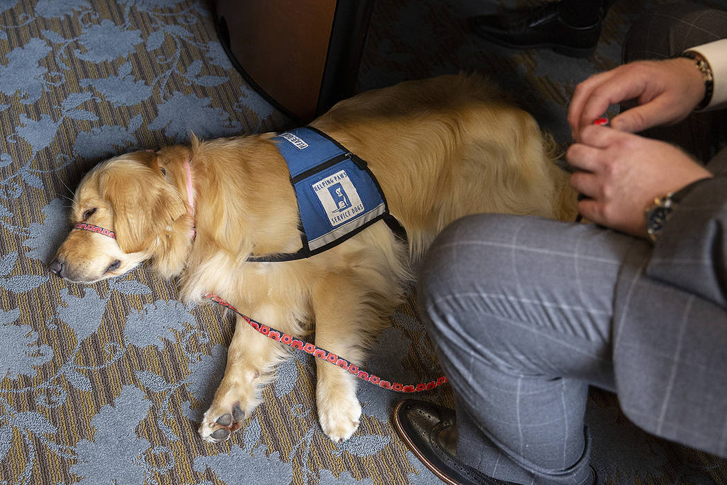 Norie, the Ramsey County Attorney's Office new facility dog, lays beneath a conference table du ...